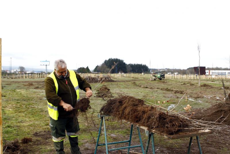 Preparación de la planta previa a la plantación