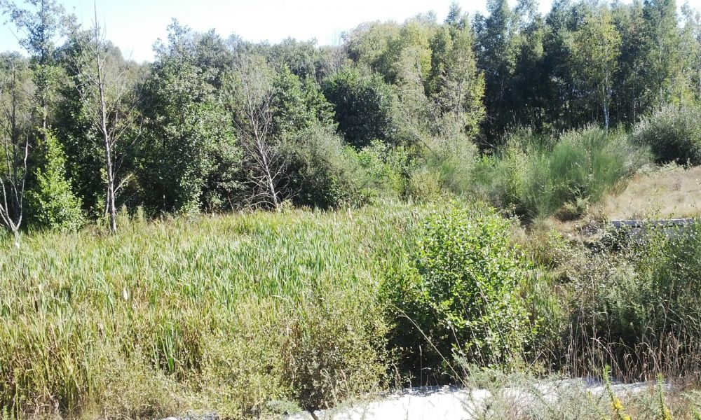 Humedal das Gándaras