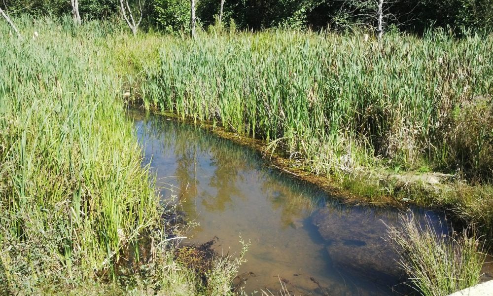 Humedal das Gándaras