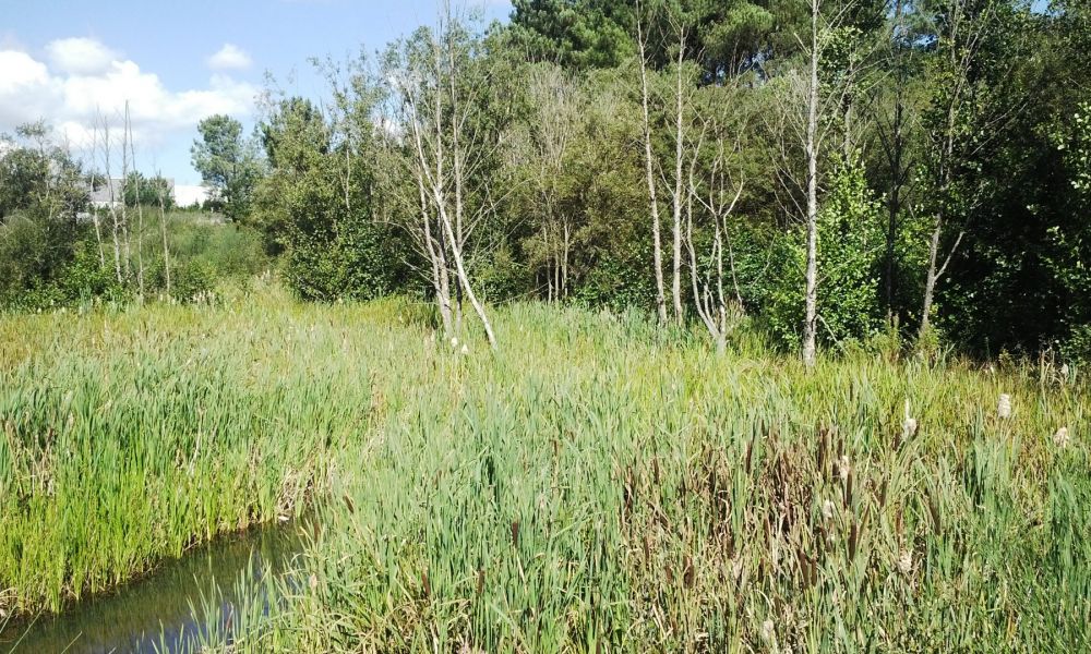 Humedal das Gándaras