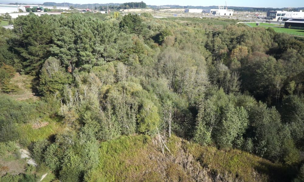 Humedal das Gándaras