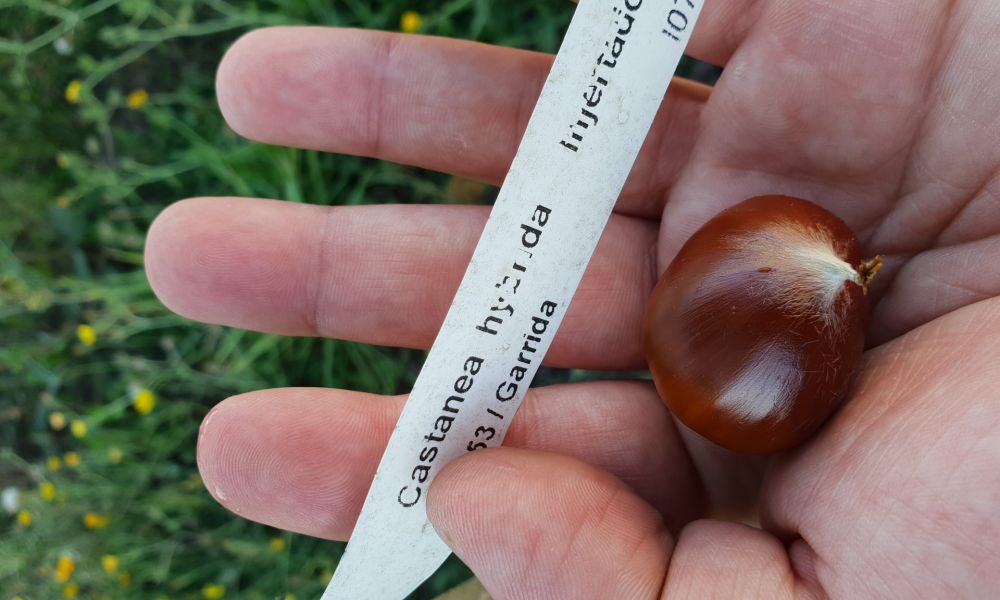 Castañas souto LL + B