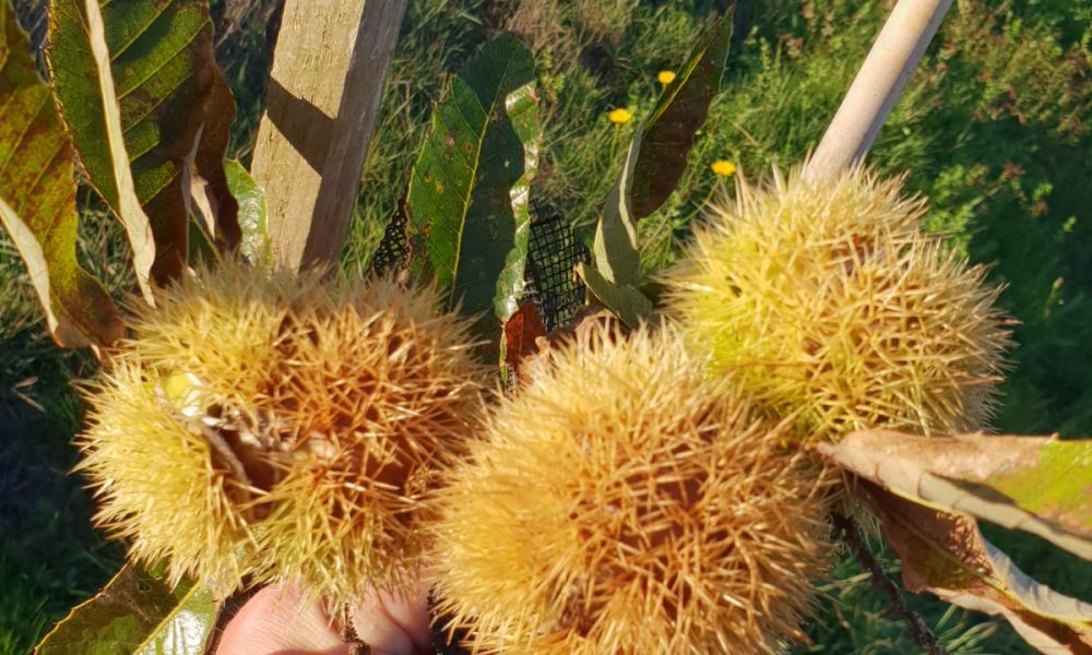 Ourizo de castañas souto LL + B