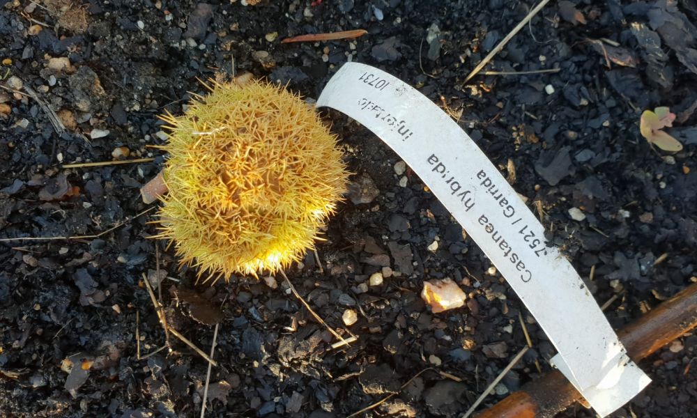 Ourizo de castañas souto LL + B I