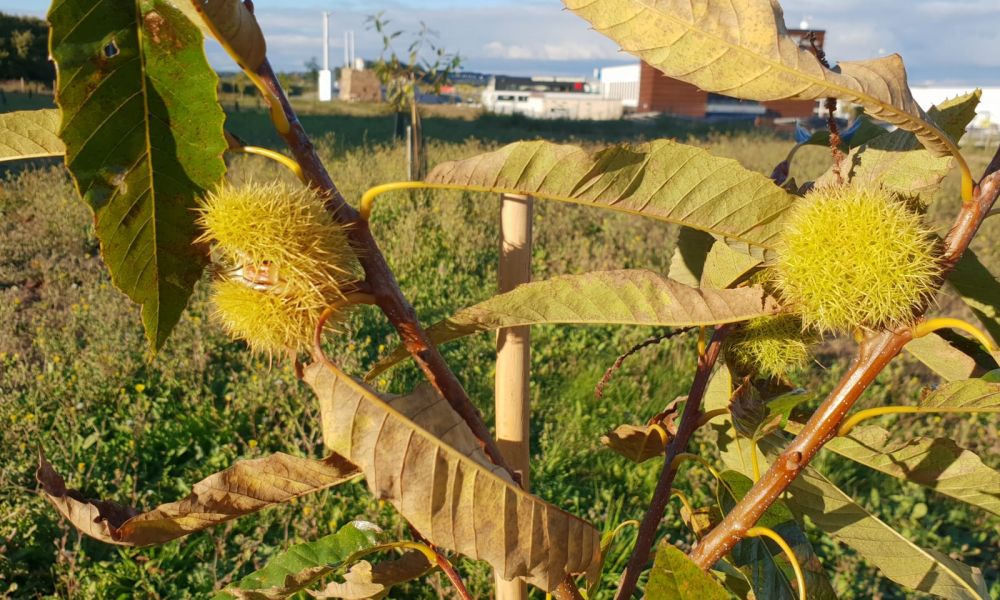 Ourizos de castañas en árbore souto LL + B