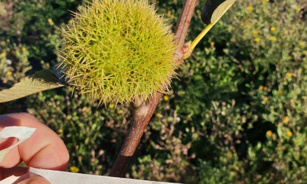 Ourizos Castañas souto LL + B