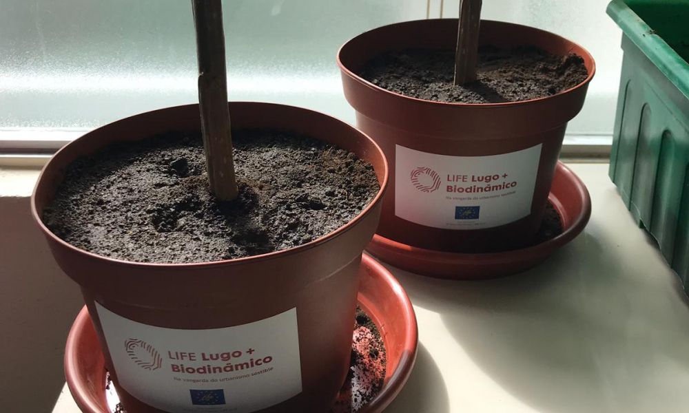 visita CEIP As Mercedes